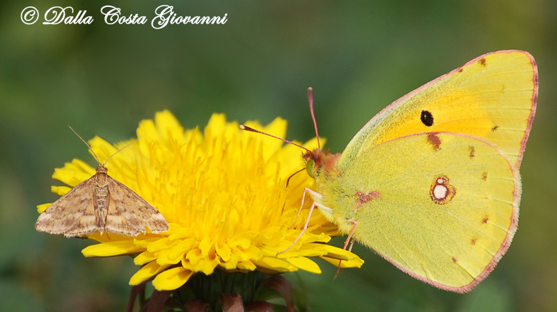 Colias croceus  e  ....  amica da identificare